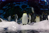 Пингвинариум, если можно так выразиться. Вход проходит через туннель, где в стенах огромные глыбы льда, очень прикольно после жары обниматься с прохладой. А вот и пингвины.