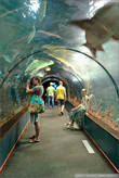 Отдельная гордость парка, подводный тоннель, довольно забавная вещь, но было как-то не по себе.
