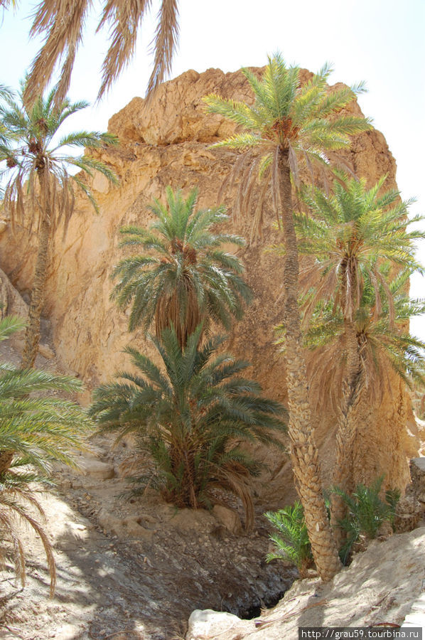 Горный оазис Шебика, Тунис