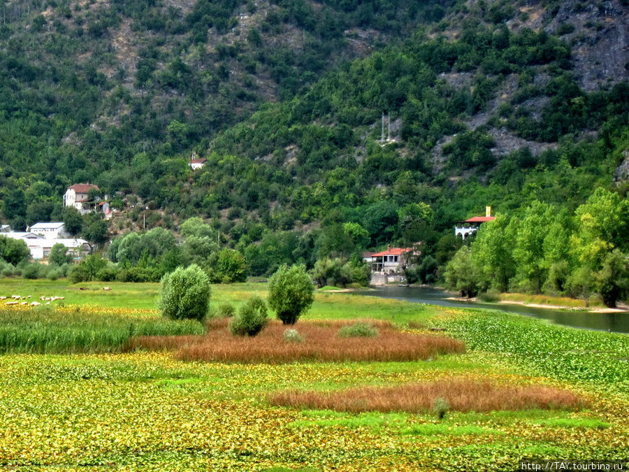 Лотосовые поля Вирпазар, Черногория