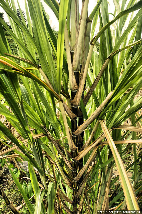 Сахарный тростник Остров Палаван, Филиппины
