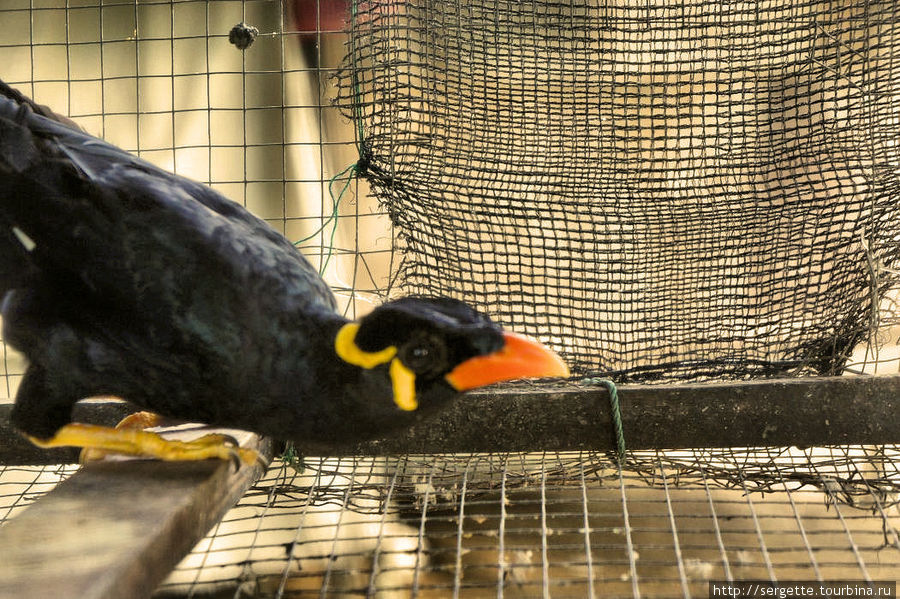 Говорящие птицы Остров Палаван, Филиппины