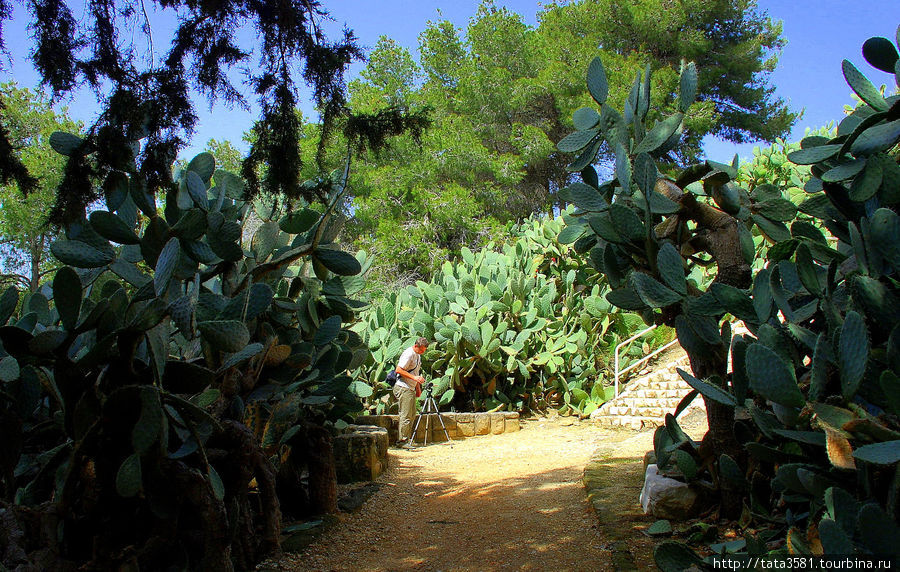 Атмосферу древности и нынешней заброшенности усиливают мощные заросли кактусов-сабресов, настолько старых и устрашающих,  что кажется, будто им, как и здешним оливам,  уж по паре тысяч лет. Ципори, Израиль