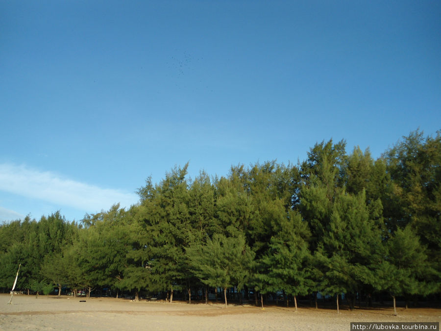 Казуариния хвощевидная (Casuarina equisetifolia). Ча-ам, Таиланд