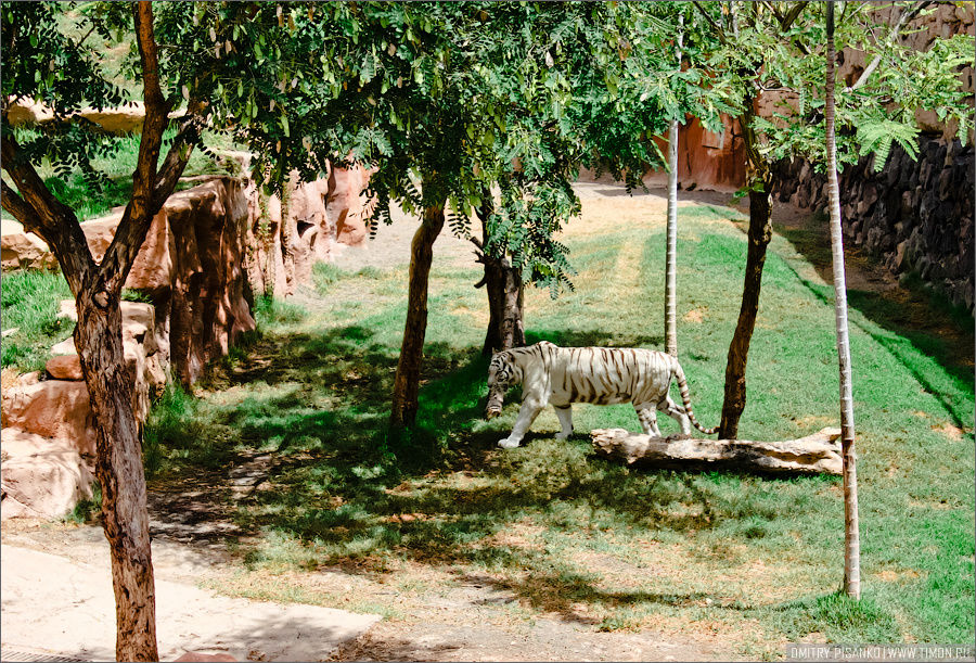 Сразу на входе вольер с белым тигром. У тигра существует известная мутация, которая приводит к появлению особей с полностью белой окраской — бенгальские тигры с чёрно-коричневыми полосами на белом мехе и голубыми глазами. Такая окраска очень редко встречается среди диких животных, но является относительно распространённой в популяциях, содержащихся в неволе. Частота появления белых тигров — 1 особь на 10 000 с нормальной окраской. И хотя на их шкуре отчётливо видны тёмные полосы, одним из заблуждений является мнение, что белые тигры являются альбиносами. Остров Тенерифе, Испания