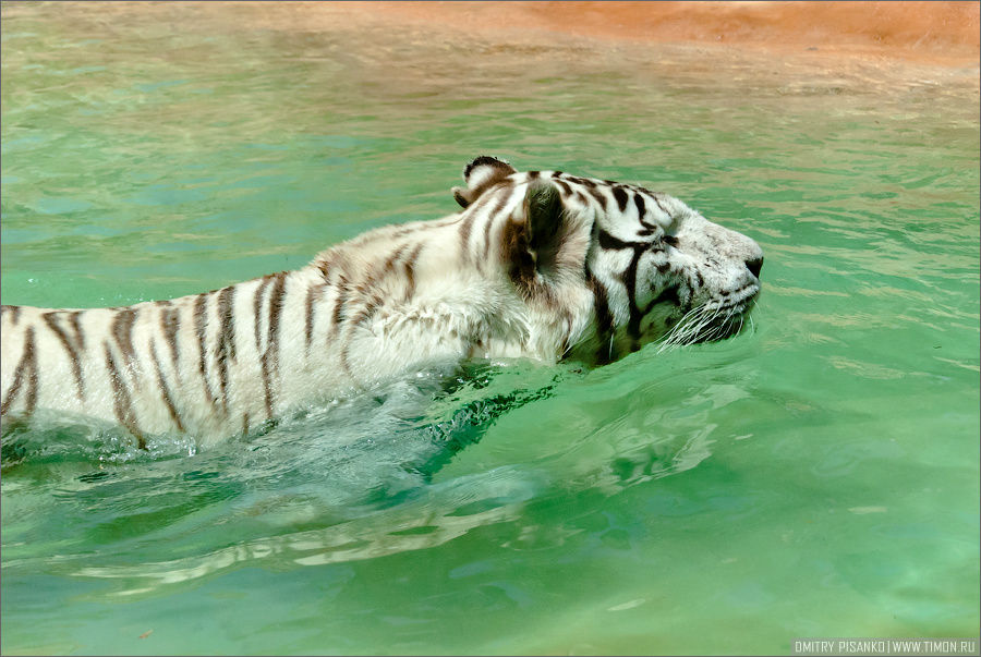 На нашу радость, тигр полез купаться. Бассейн с водом располагался прямо рядом со смотровым окном. Остров Тенерифе, Испания