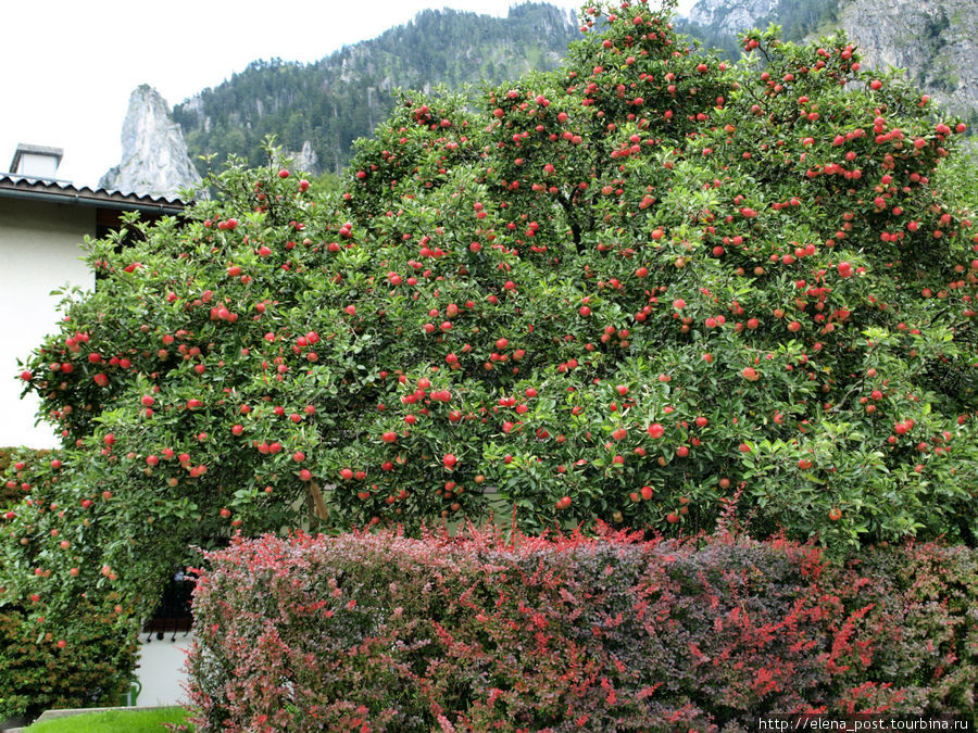 Просто райская яблонька! Озеро Траунзее, Австрия