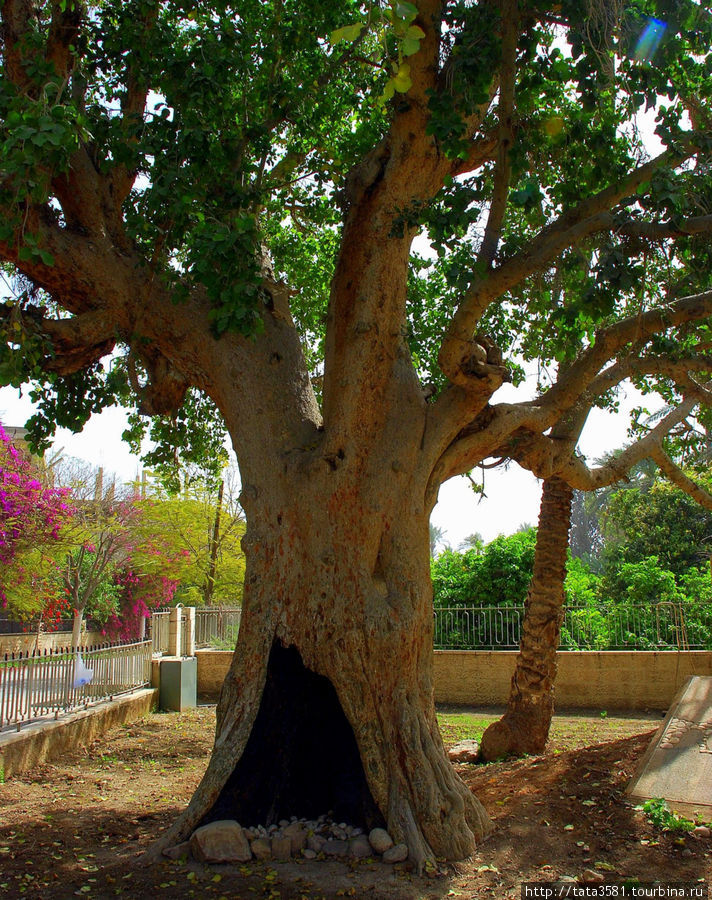 Считается, что та самая смоковница, на которую залез Закхей сохранилась до наших дней. Знаменитое дерево находится в центральной части Иерихона.
Наличие дупла и характерное оплывание наружных слоев древесины ствола в его нижней части свидетельствует о древности данного дерева. Иерихон, Палестина