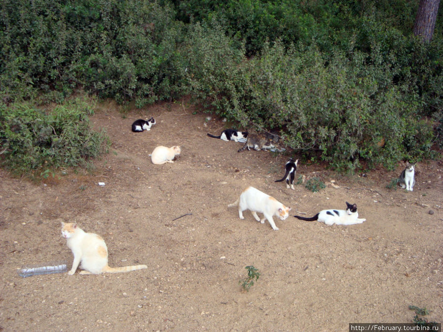 Каталонские кошки по сравнению с турецкими — просто стройняжки! Ллорет-де-Мар, Испания