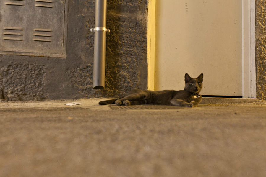И первый раз увидел кошек. Пальма-де-Майорка, остров Майорка, Испания