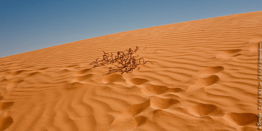 Пустыня, песок, ящерицы Нариманов, Россия