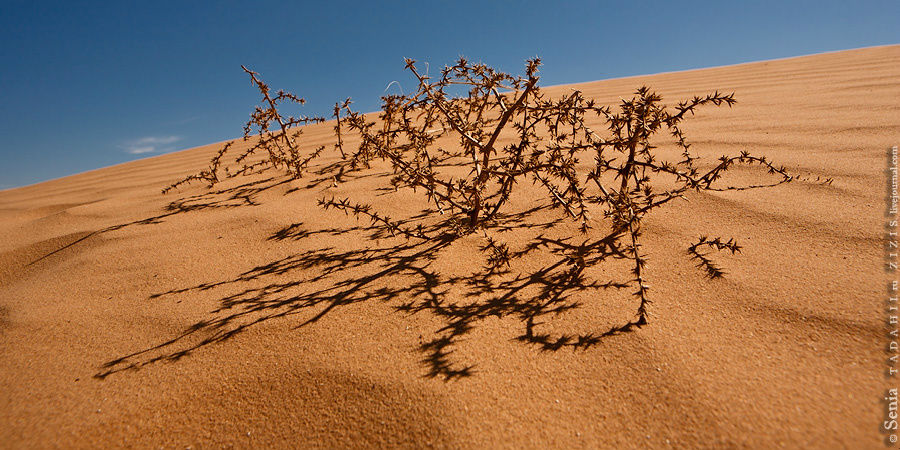 Пустыня, песок, ящерицы Нариманов, Россия