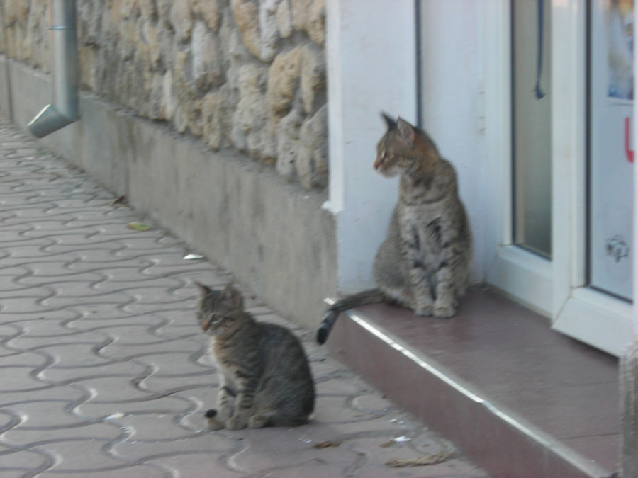 Евпаторийские кошки. Евпатория, Россия