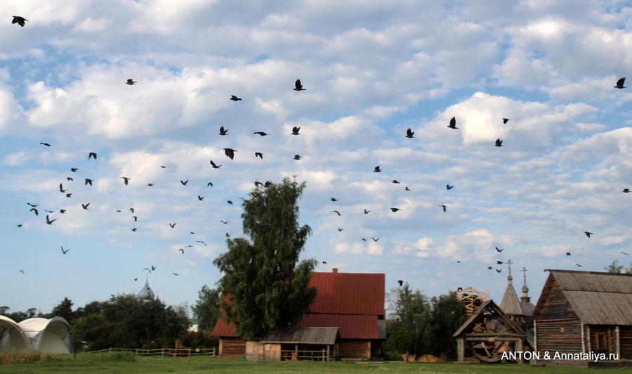 Поле с воронами. Суздаль, Россия