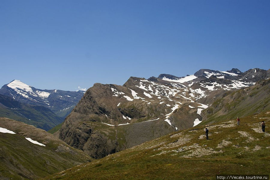 Эдельвейсы перевала Col de l'Iseran