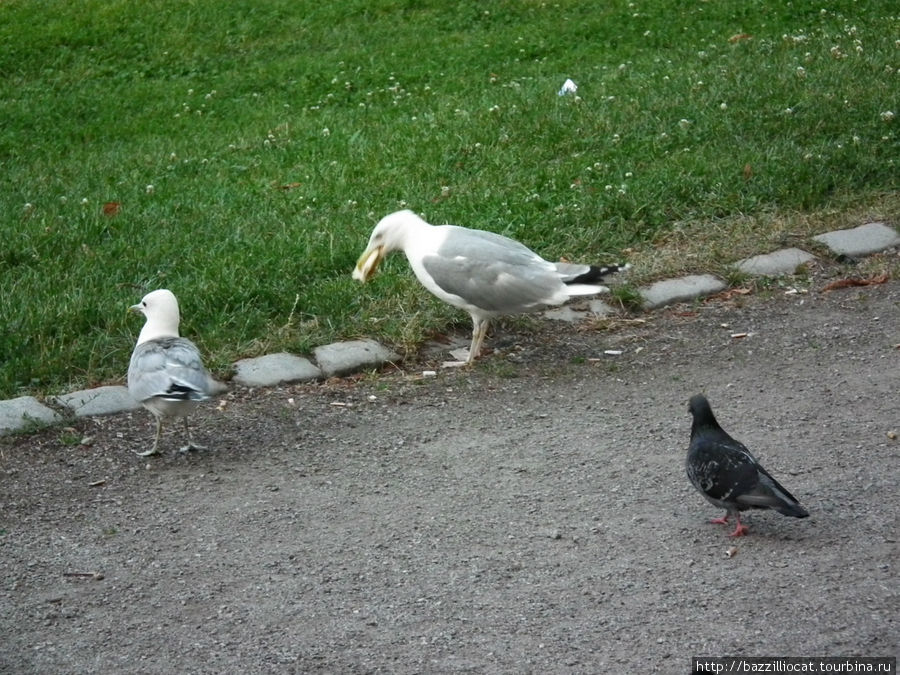 Впервые увидел как голубь из-за еды дерётся с чайками! :))) Стокгольм, Швеция