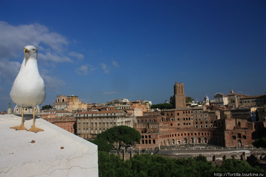 Римская чайка Рим, Италия
