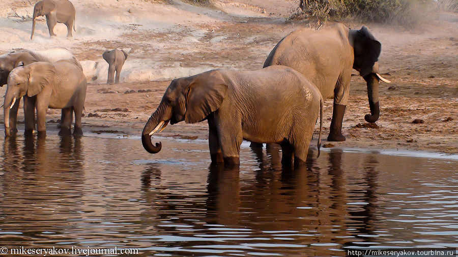 Национальный парк Чобе Национальный парк Чобе, Ботсвана