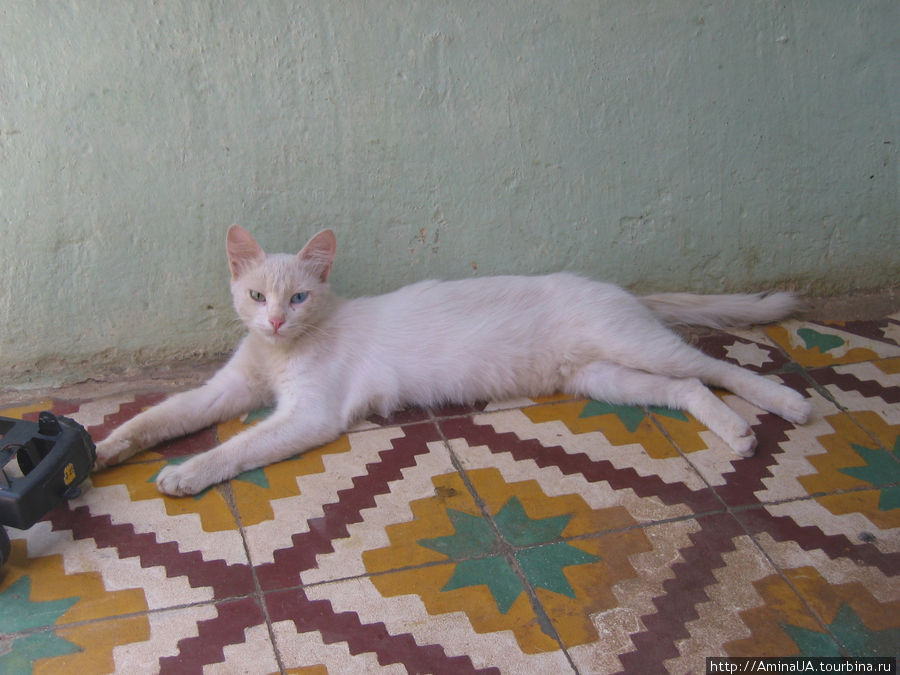 турецкая кошка (с разноцветными глазами) Алжир, Алжир