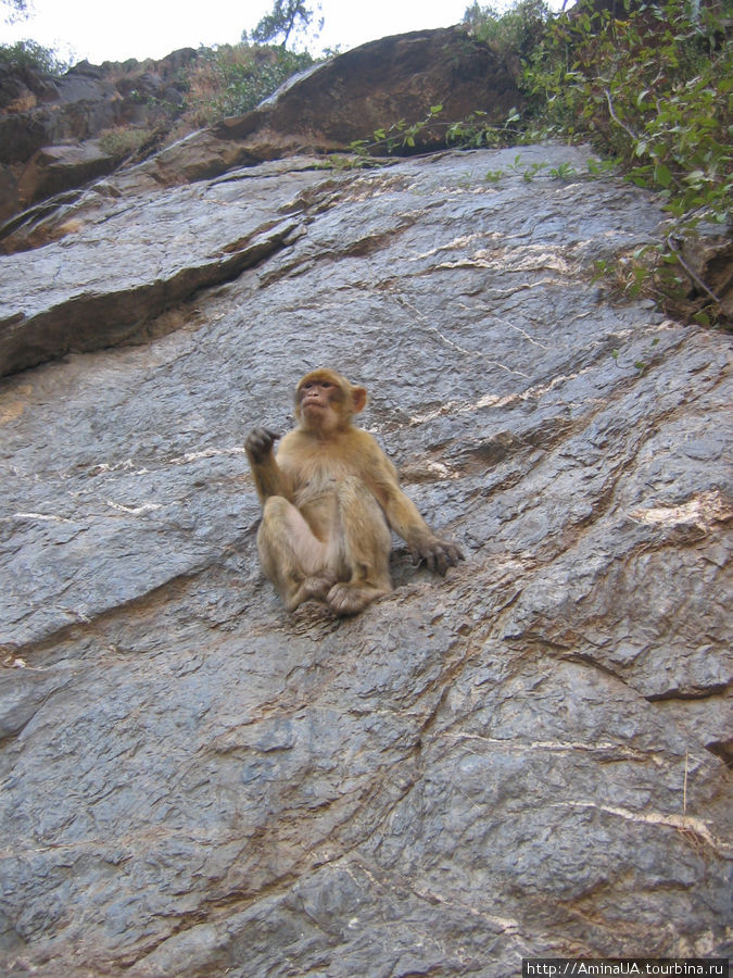 обезьяны в Шиффе Алжир, Алжир