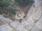 обезьяны в Шиффе