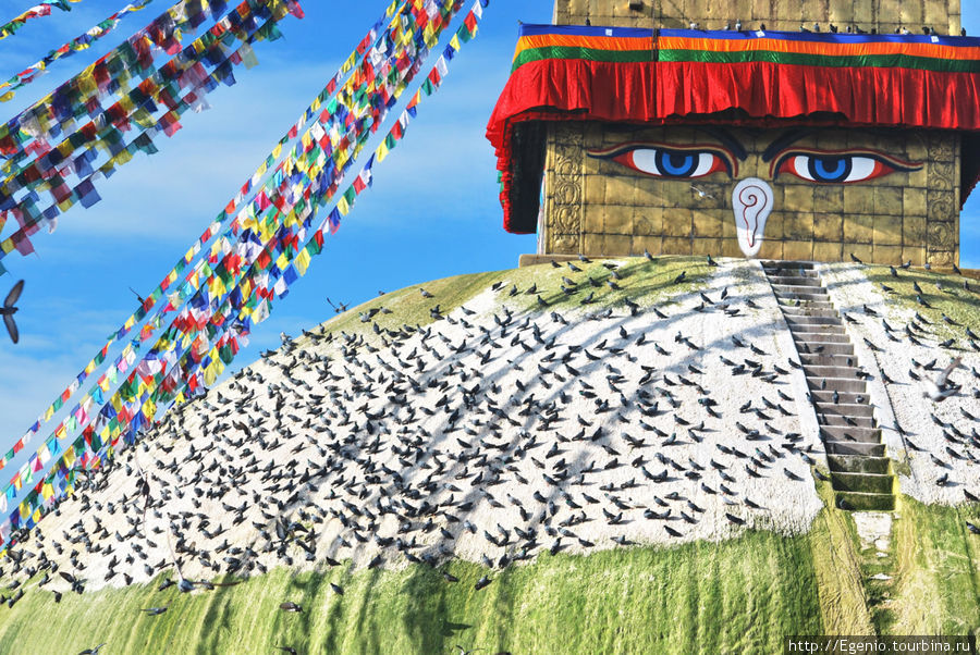 ступа служит не только объектом поклонения, но и стоянкой для множетсва пернатых существ Катманду, Непал