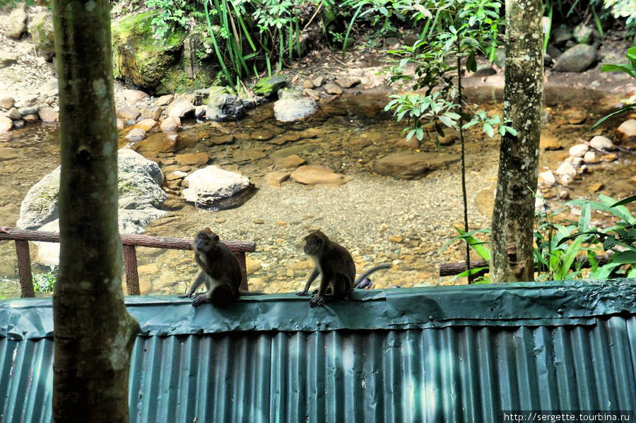 Прикормленные обезьяны и здесь Остров Палаван, Филиппины