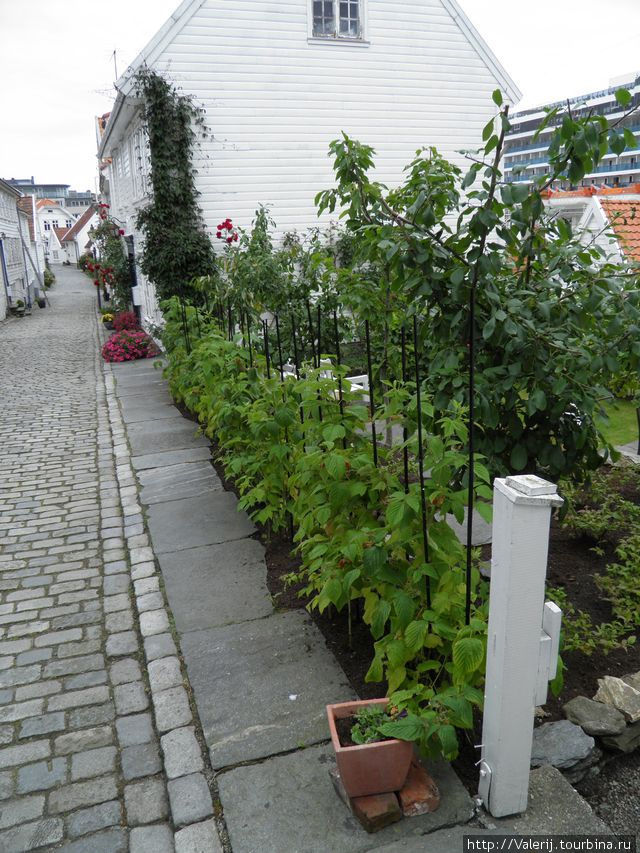 Улочки Ставангера или от рыбы к флористике Ставангер, Норвегия