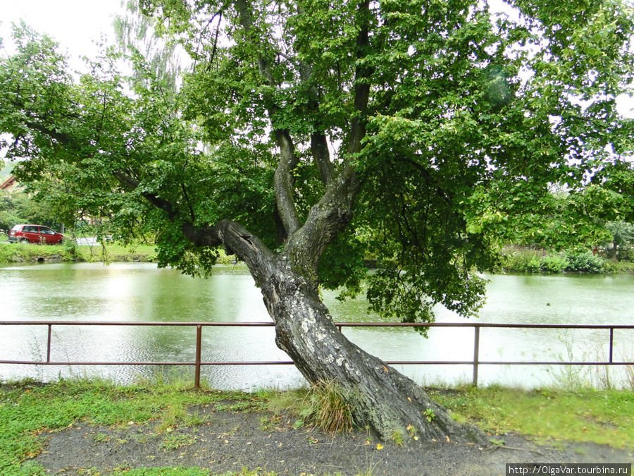 Пригибаясь к воде,  нависло одинокое дерево над зеленым прудом,  словно  ему поклонясь Кршивоклат, Чехия