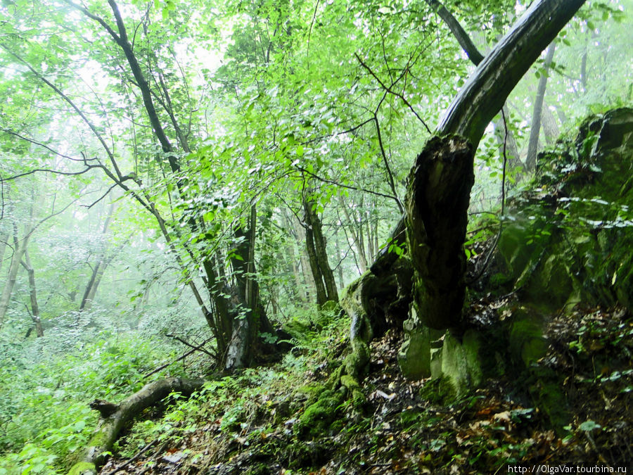 В заповедных лесах Кршивоклата Кршивоклат, Чехия