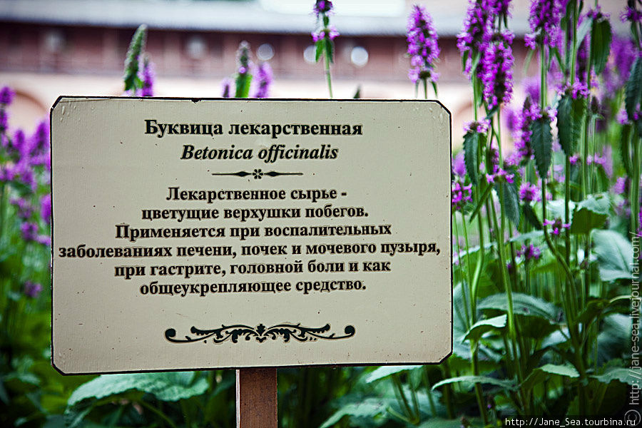 У каждого растения стоит такая вот опознавательная табличка, что очень полезно, потому что многие растения я видела, но не знала, как они называются, а многие знала только по названиям — настало время познакомится воочию. :) Суздаль, Россия