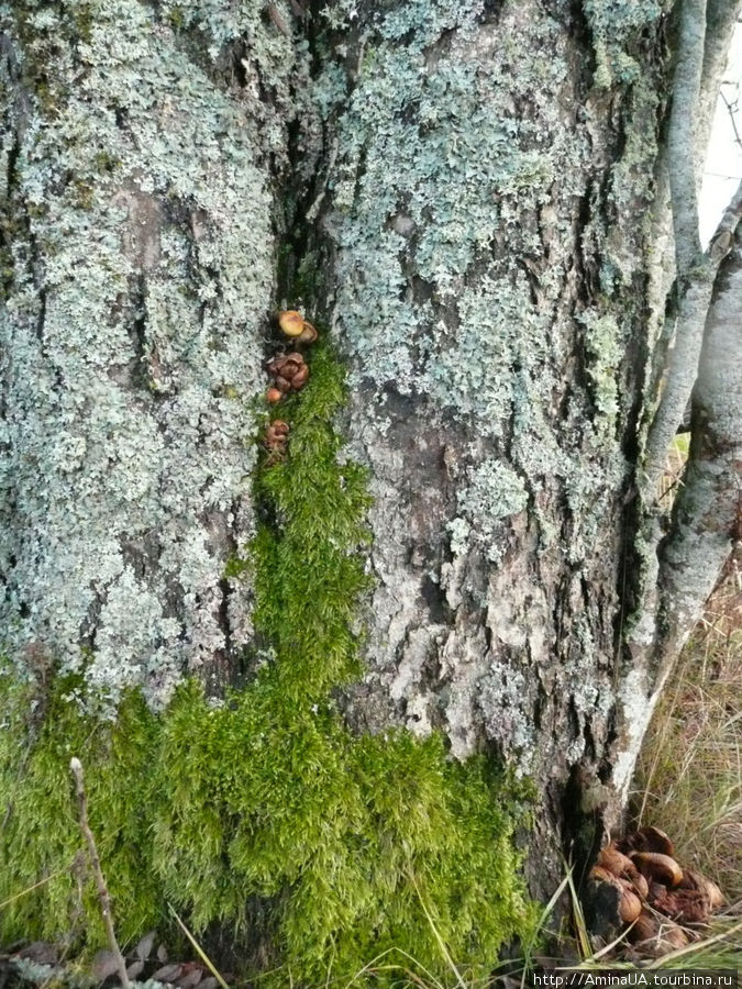 мхи и грибы захватили дерево Швеция