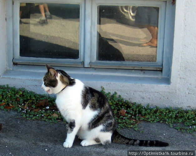 Коты Зальбурга. Встреча с кошачьей фотомоделью. Зальцбург, Австрия