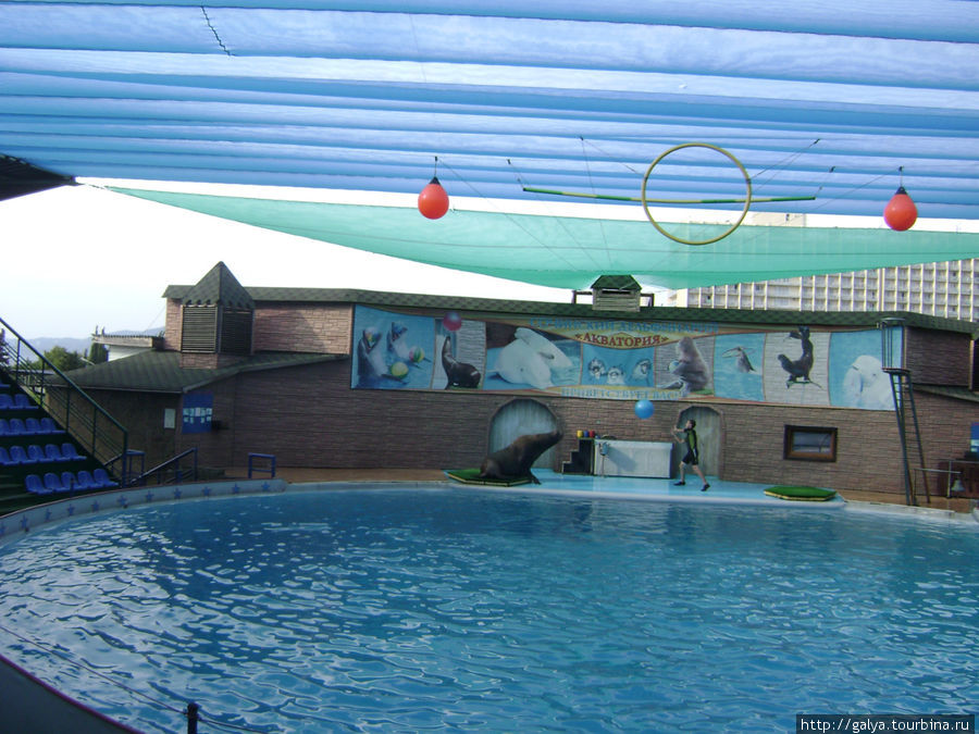 Сочинский дельфиниум Сочи, Россия
