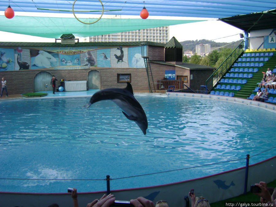 Сочинский дельфиниум Сочи, Россия