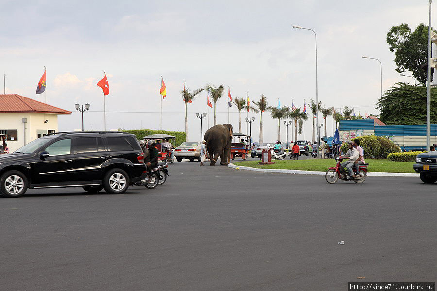 По улице слона водили... Явление не частое, но и не редкое