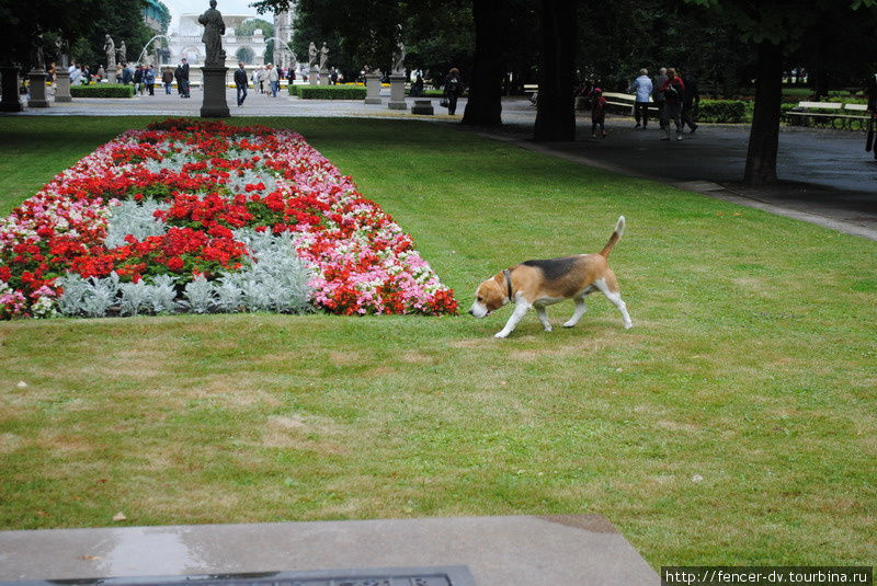 Выгул собак хоть и запрещен, но внимания особо никто не обращает) Варшава, Польша