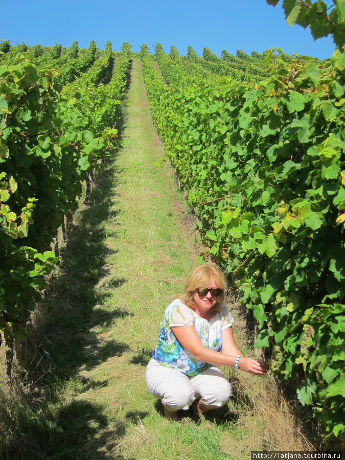 я и виноград Рикевир, Франция