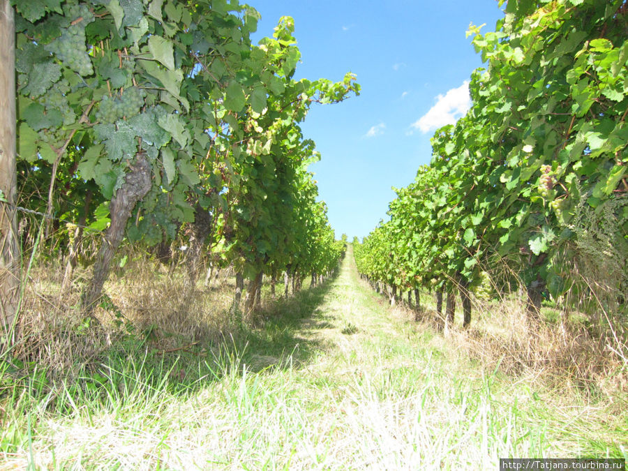 Элзаские вина и одна из самых красивых деревень Франции. Рикевир, Франция
