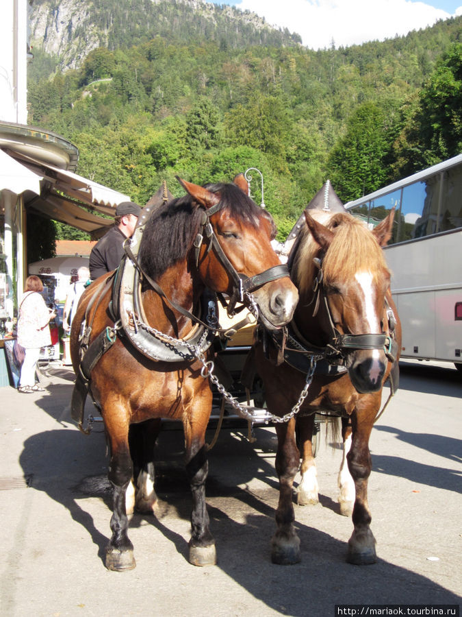 На таких лошадках можно доехать до замка Нойшванштайн, если не хочется подниматься в гору пешком. Швангау, Германия