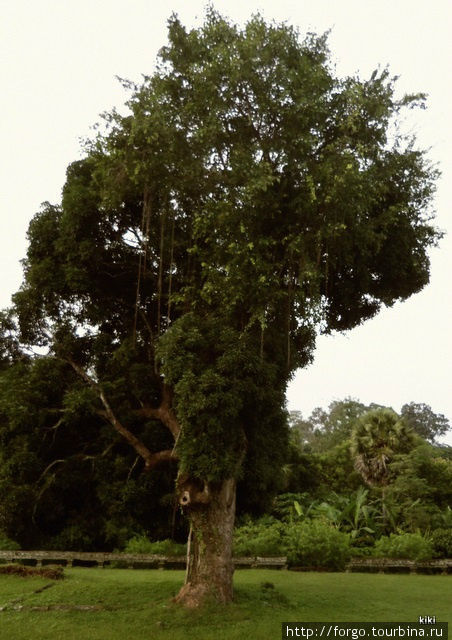 ... дерево два Ангкор (столица государства кхмеров), Камбоджа