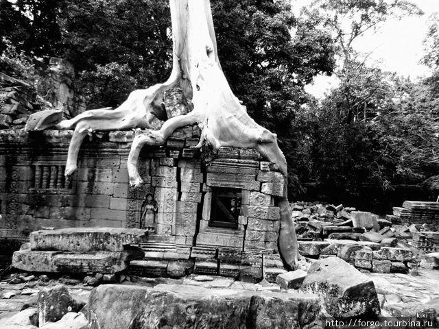 Джунгли наступили...Всю жизнь мечтала увидеть эти деревья, на фоне которых так любят фотографироваться Ангкор (столица государства кхмеров), Камбоджа