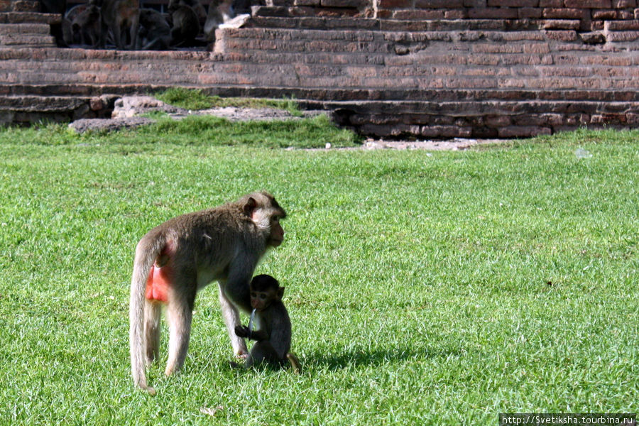 Пранг Сам Йот - кхмерский храм в объятье обезьян Лоп-Бури, Таиланд