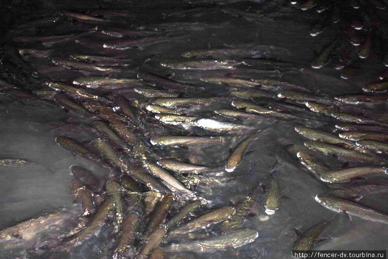Что так привлекает рыбу к набережной так и осталось невыясненным. Лиссабон, Португалия