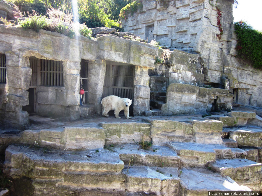 Венский зоопарк и его счастливые обитатели. Вена, Австрия