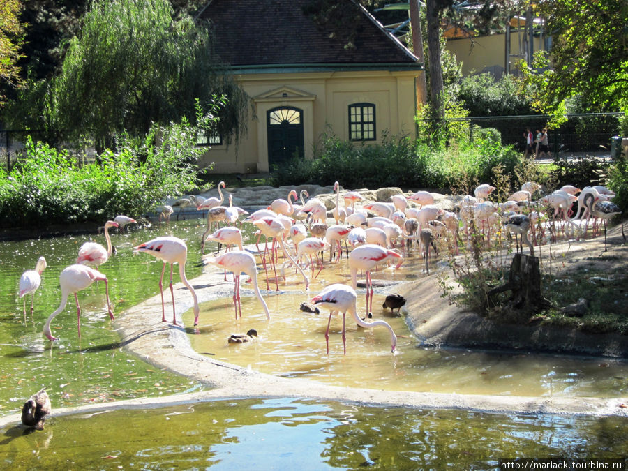 Венский зоопарк и его счастливые обитатели. Вена, Австрия