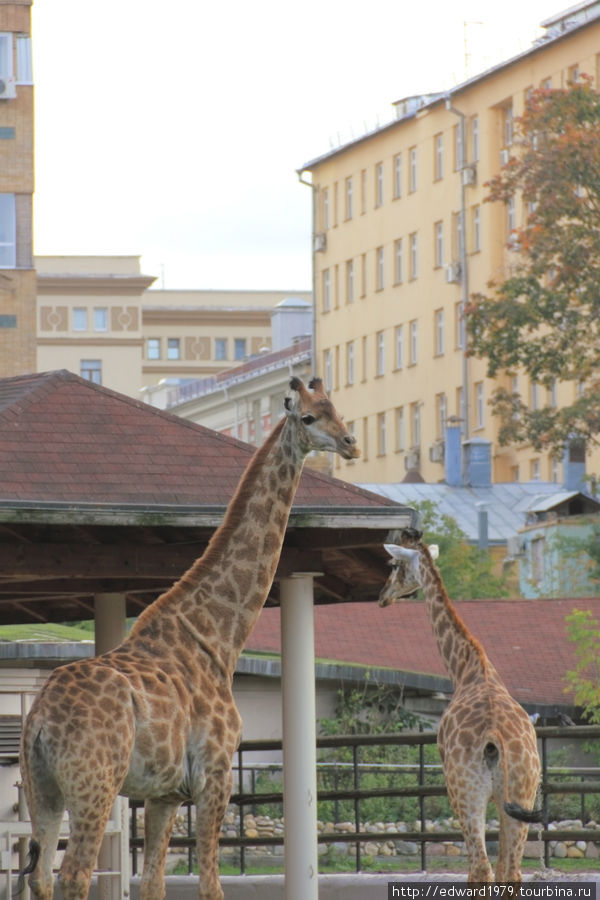 Животные Московского зоопарка Москва, Россия