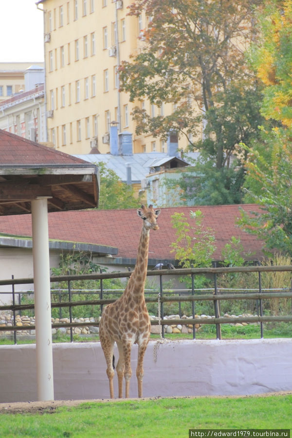 Животные Московского зоопарка Москва, Россия