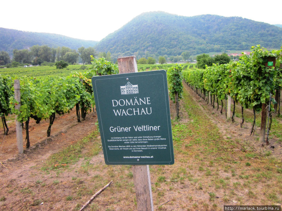 Из этого винограда делают известное во всей Австрии вино. Дюрнштайн, Австрия