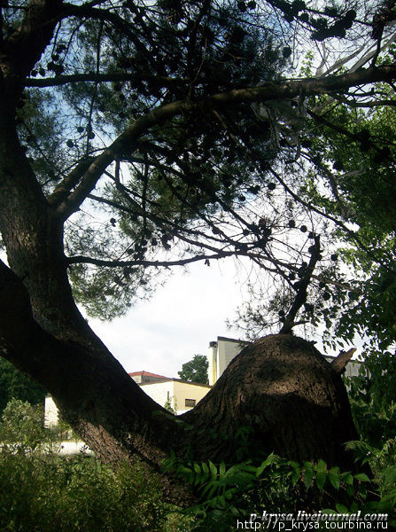 просто необычно изогнутое дерево Тирана, Албания